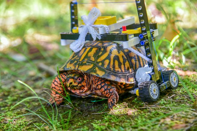 turtle with lego wheelchair