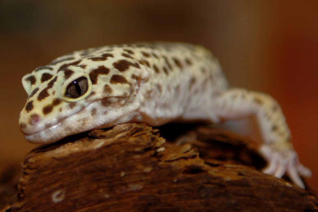 eyelid gecko background