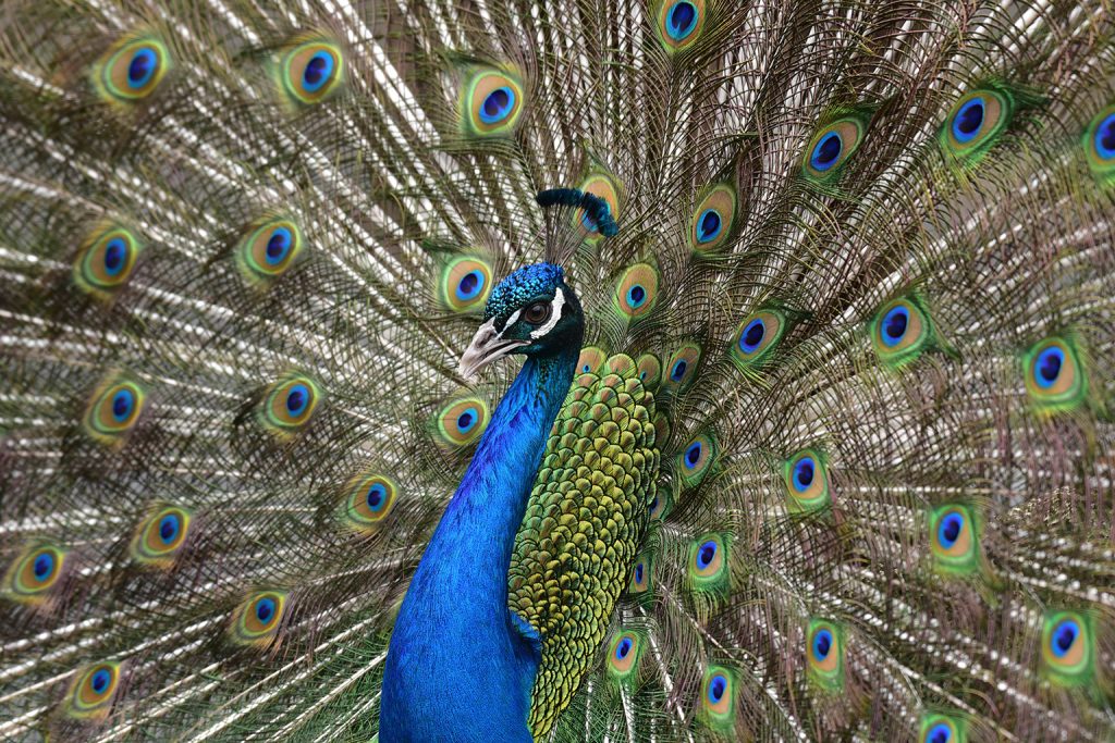 peacock with feathers spread background
