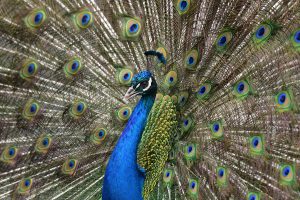 peacock with feathers spread