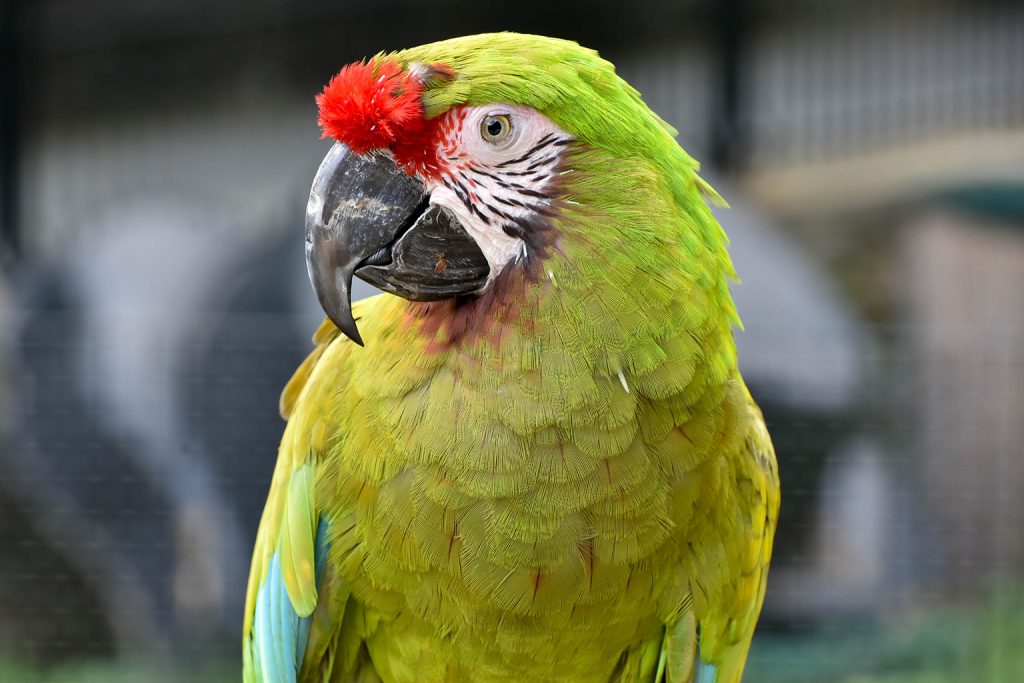 tyson the macaw background