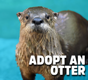 Adopt an Otter