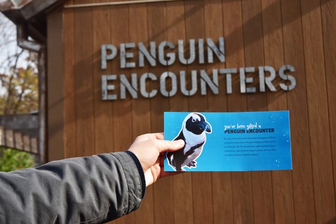 Penguin Encounters as Gifts image