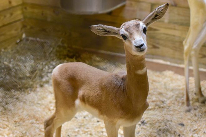 gazelle calf