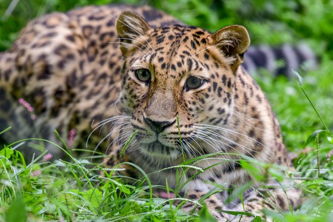 leopard laying in grass