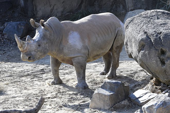 rhino in habitat