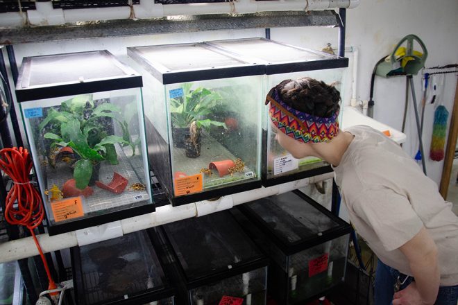 person looking at frog tanks
