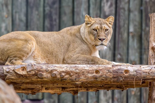 lion laying on wood