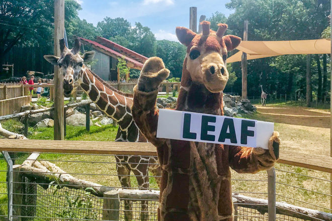 giraffe mascot in front of giraffe holding sign