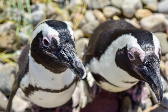 Penguin Encounters image