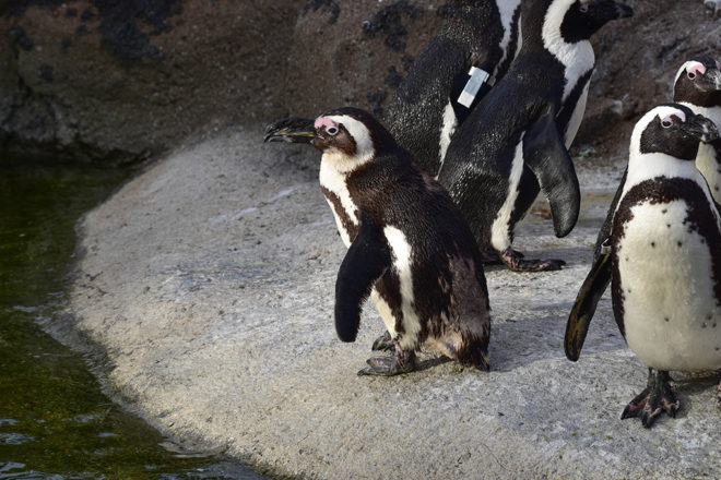 african penguins