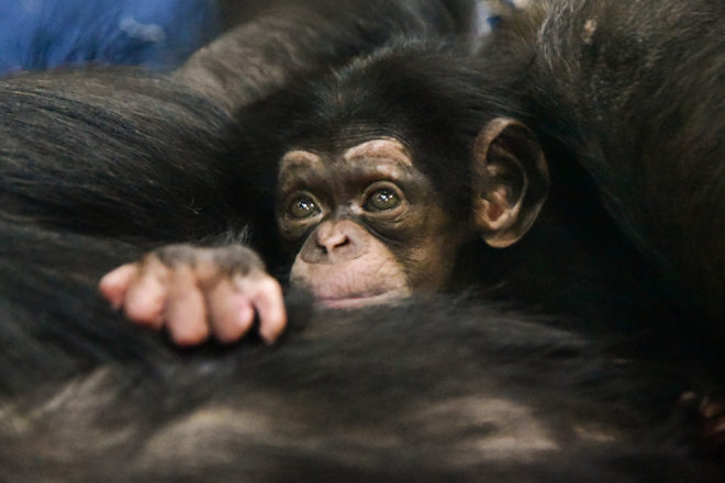 baby chimpanzee peeking out from mother's arm.