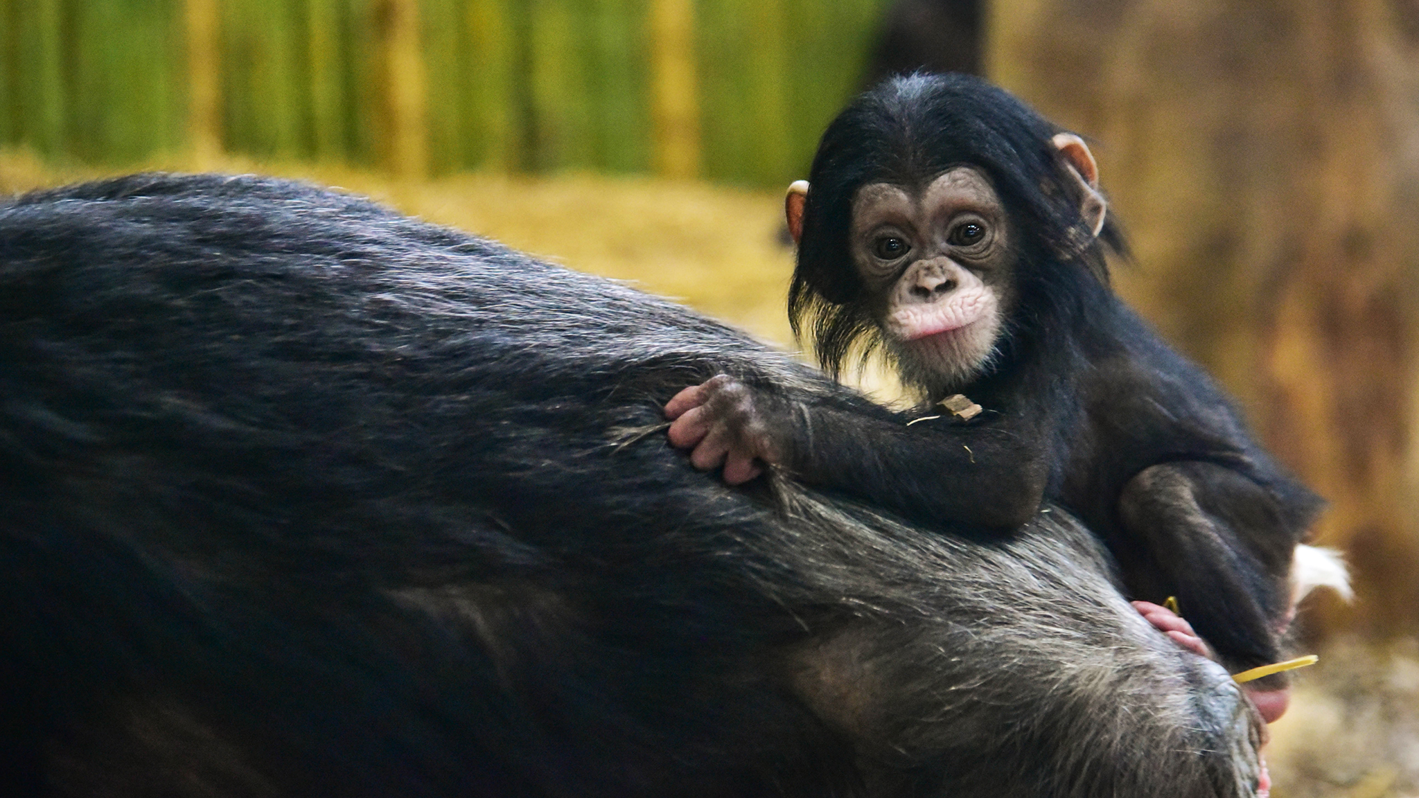 baby chimpanzee clinging to mother's back.