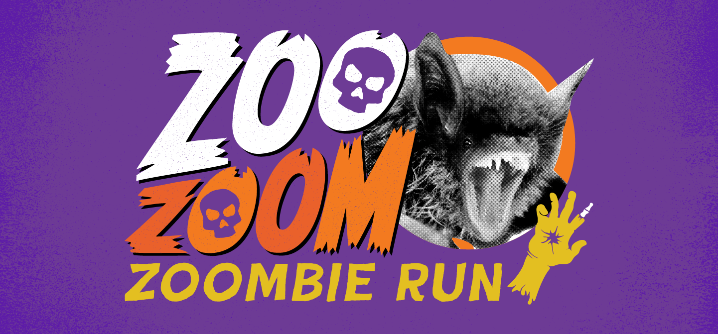 Zoo Zoom: ZOOmbie Run