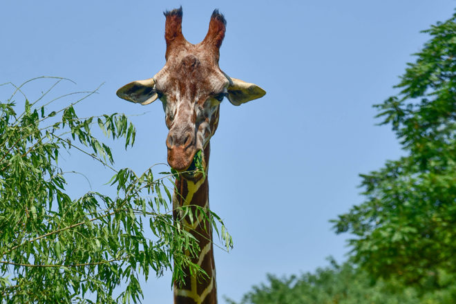 giraffe eating a branch.