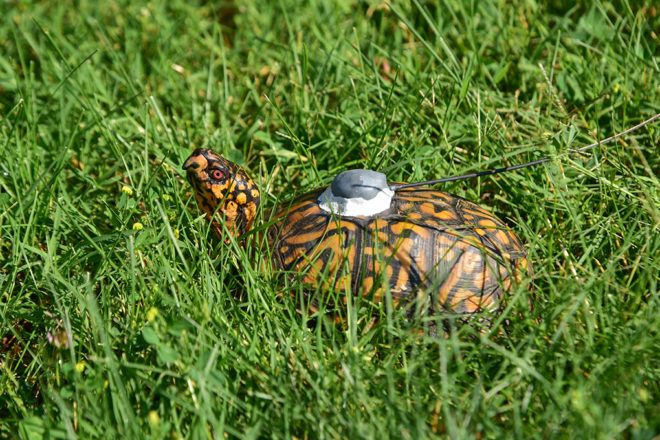 box turtle with tracker on shell