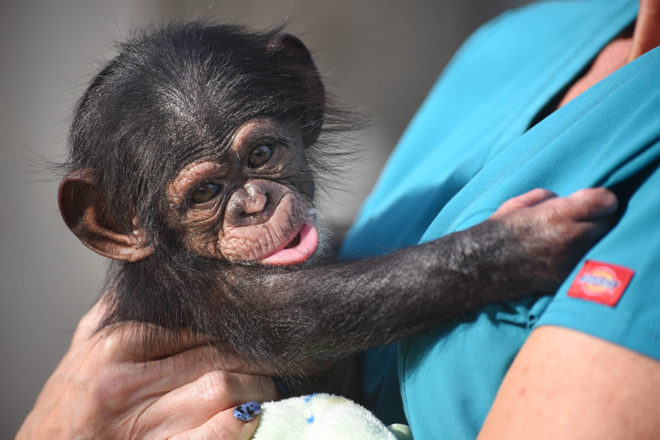 zoo keeper holding baby chimpanzee
