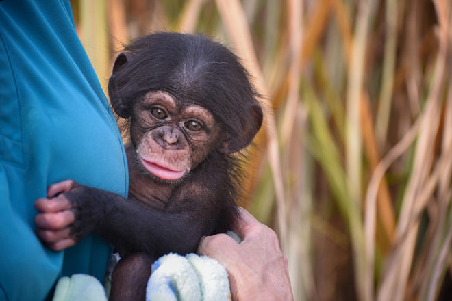 zoo keeper holding baby chimpanzee