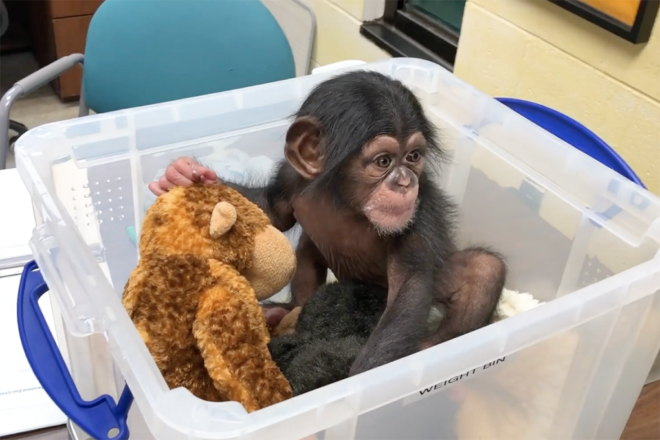 baby chimp with plush in plastic weigh bin