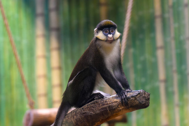 red tailed guenon