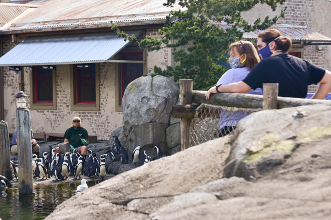 guests watching african penguin feeding
