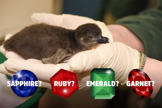 african penguin chick with possible gemstone names