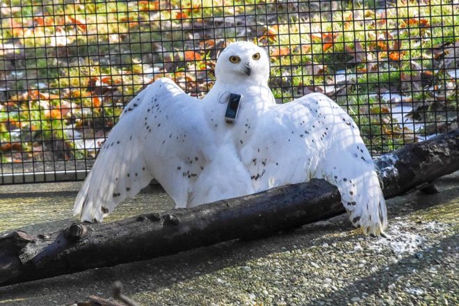 Snowy owl with wings spread and tracker on its back.