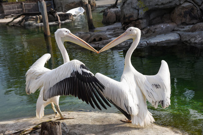 two great white pelicans with wings spread.