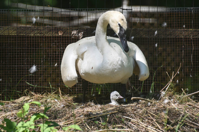 Trumpeter Swan with Cygnet in Nest.
