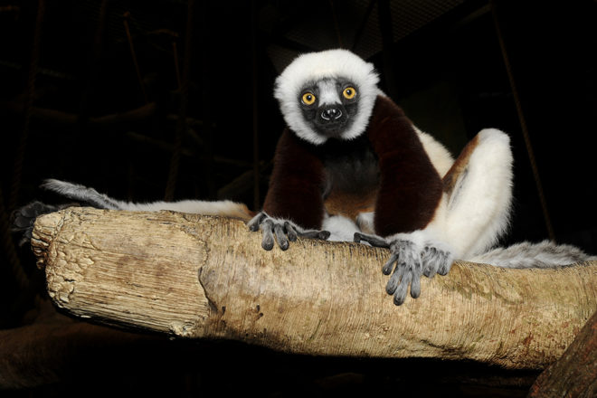 sifaka lemur on branch