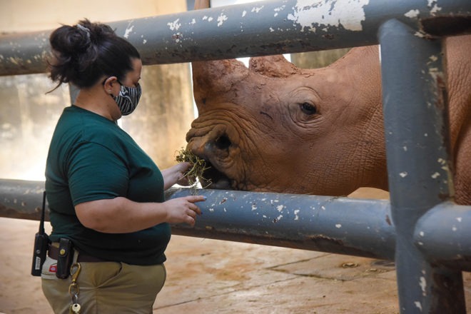 Rhino Encounter image