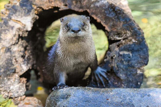 Otter Encounter image