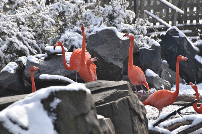 flamingos in snow