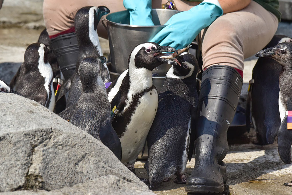 penguins being fed