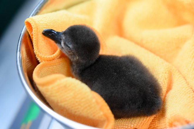 penguin chick on scale