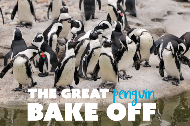 The great penguin bake off