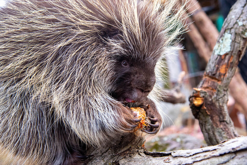 north american porcupine eating background