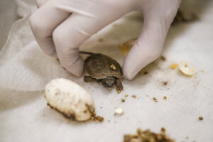 wood turtle next to the egg it just hatched from