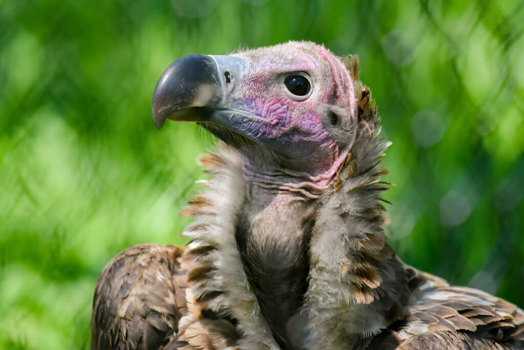 close up face of lappet faced vulture background