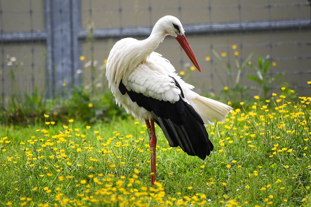 white stork background