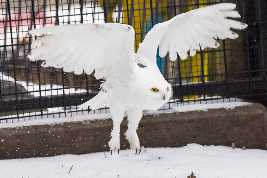 snowy owl flying background