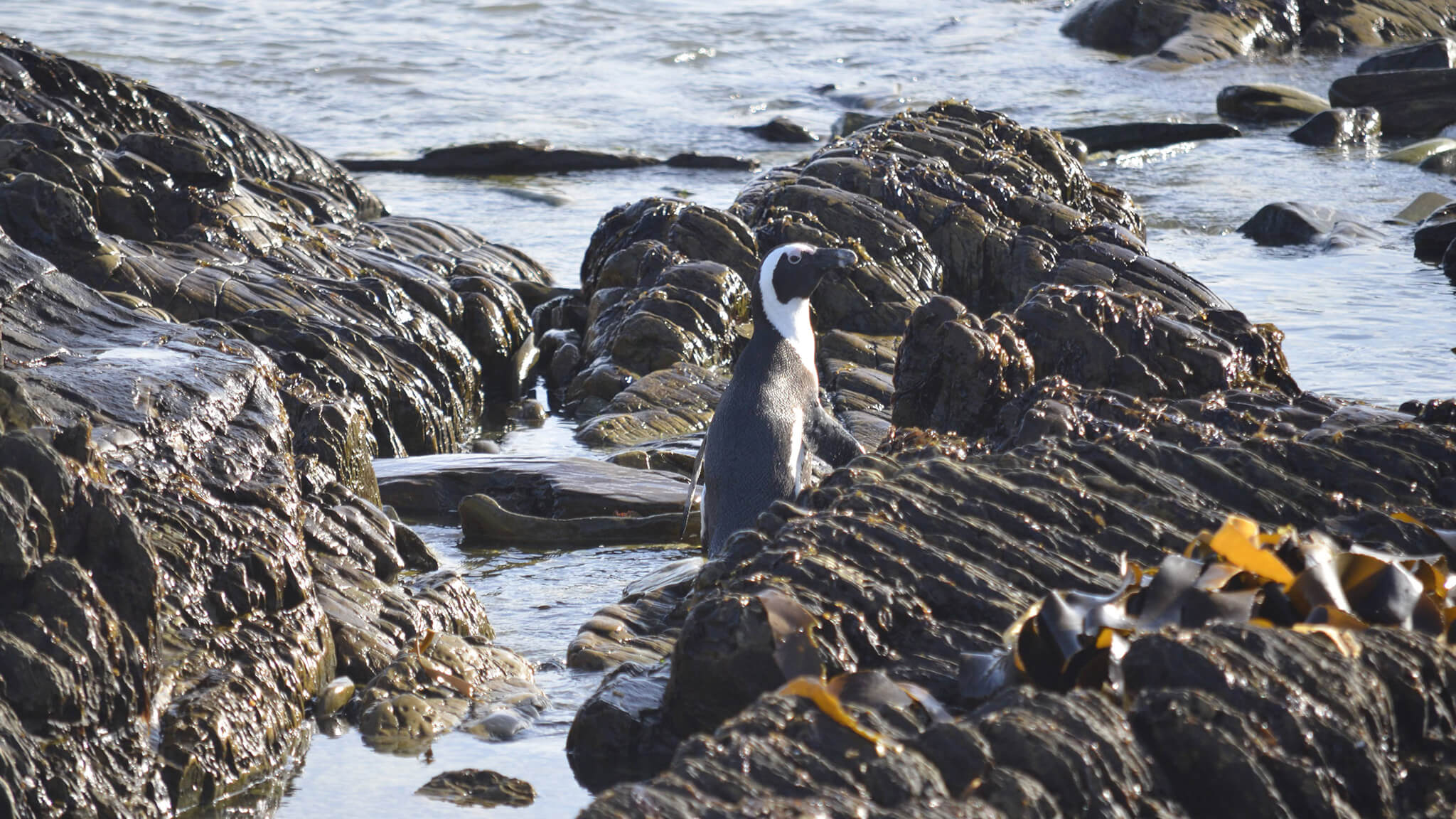 african penguin among rocks