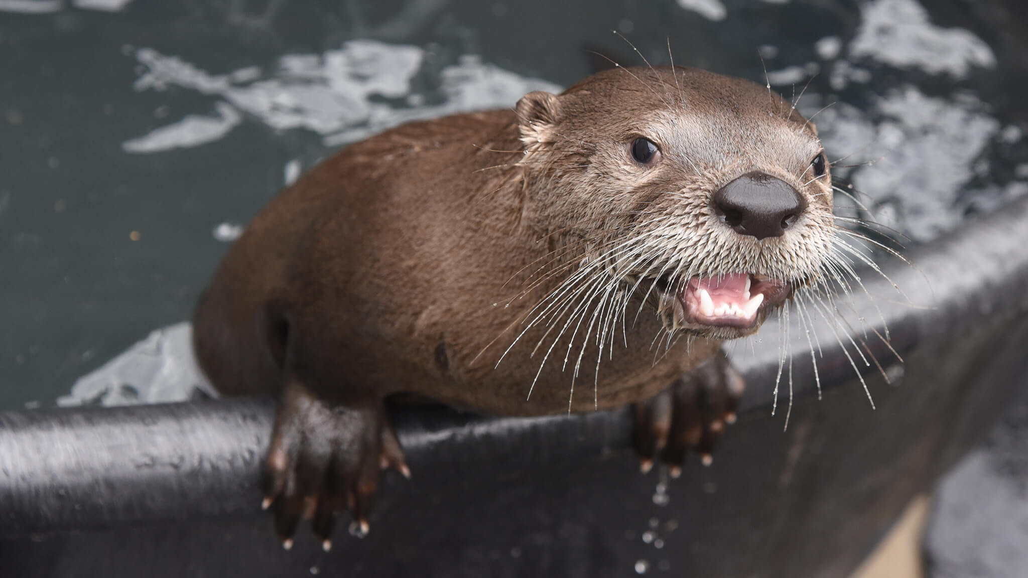 river otter pup