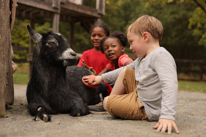 Three young children sitting alongside a goat, petting it with brushes.