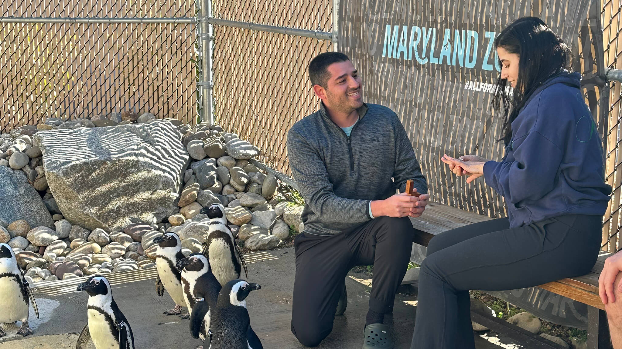 Man kneeling down with a ring in hand, proposing to a woman who is sitting on a bench. African Penguins standing alongside them.