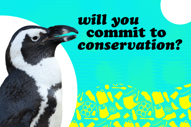 An African Penguin with a teal background and text that reads, Will you commit to conservation?