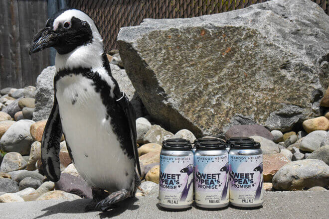 An African Penguin standing alongside cans with an African Penguin printed on their labels.