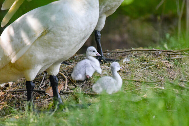 Two young Trumpeter Swans sitting underneath their parents outdoors.