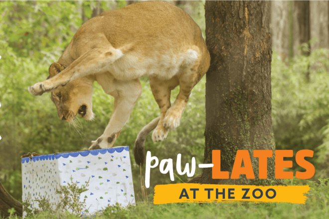 Paw-lates at the Zoo image