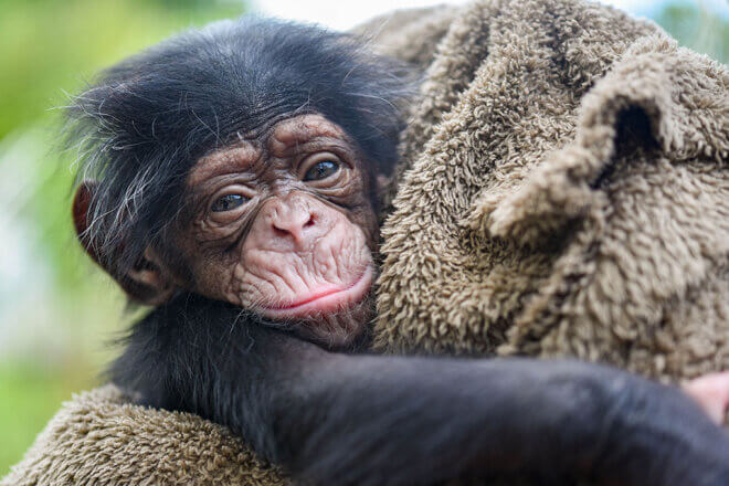 A baby chimpanzee smiling at the camera while wrapped in a towel.